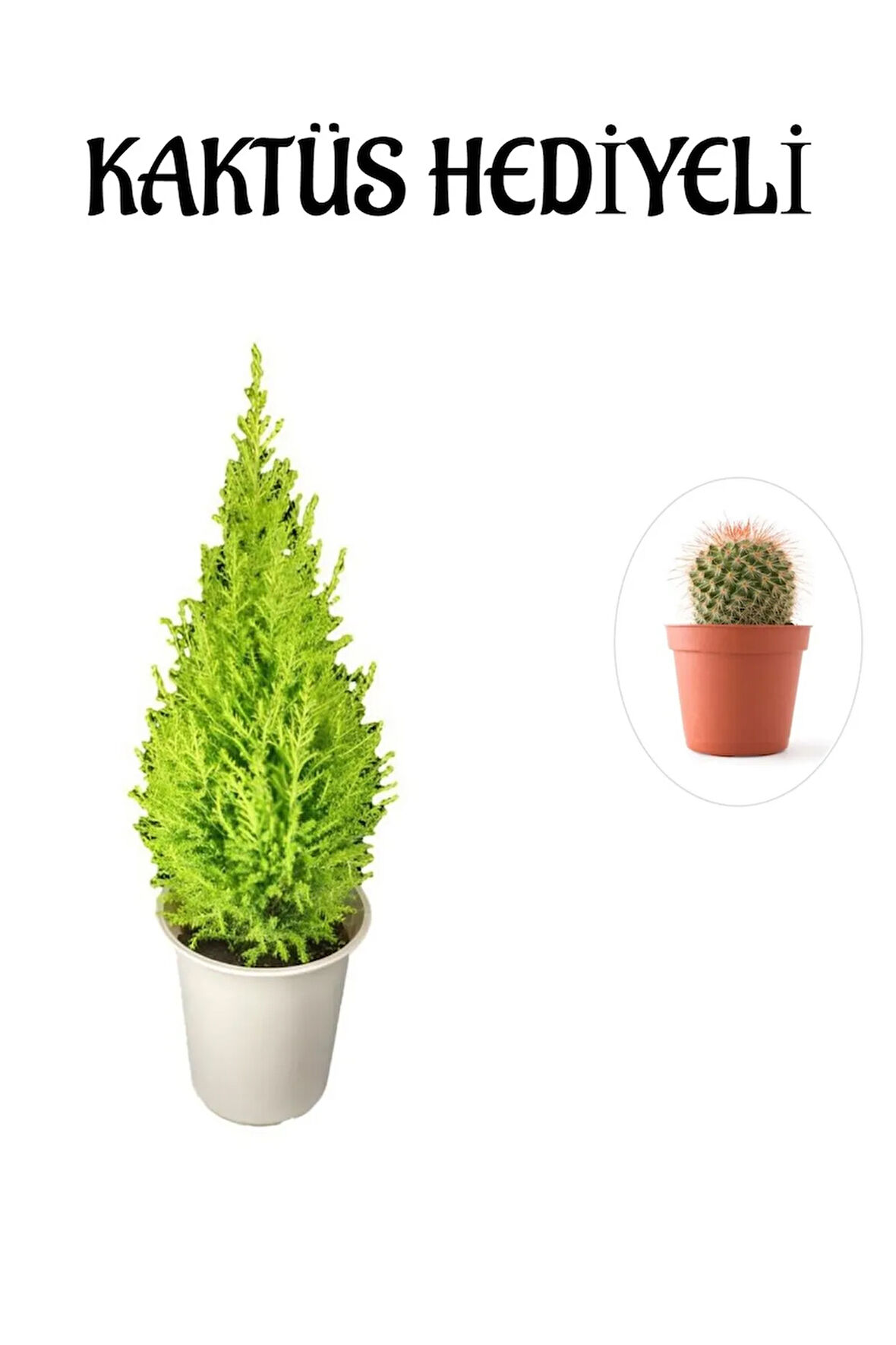 Limon Kokulu Salon Limon Çamı Sevgililer Gününe Özel KAKTÜS HEDİYELİ