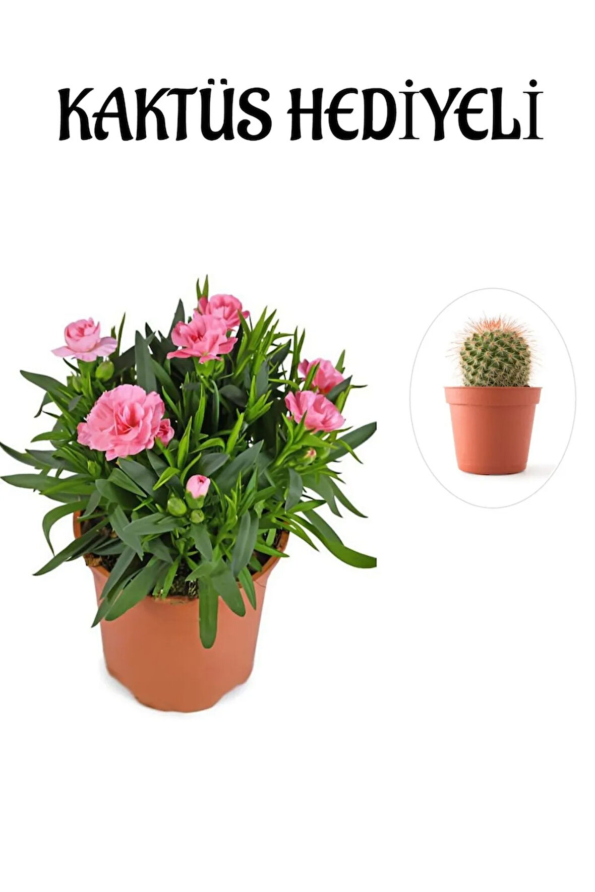 Hediyelik Mis Kokulu Şeker Pembe Karanfil Çiçeği KAKTÜS HEDİYELİ