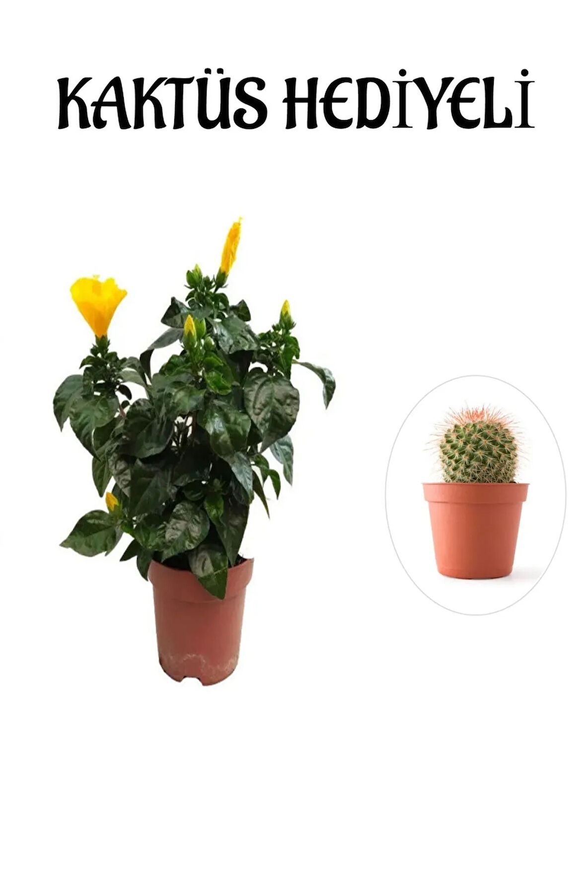 Sarı Renk Japon Gülü Çiçeği Sevgililer Gününe Özel KAKTÜS HEDİYELİ
