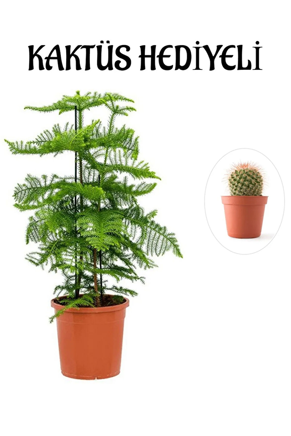 Parlak Yapraklı Salon Çamı Sevgililer Gününe Özel Sarı Milli Kaktüs HEDİYELİ