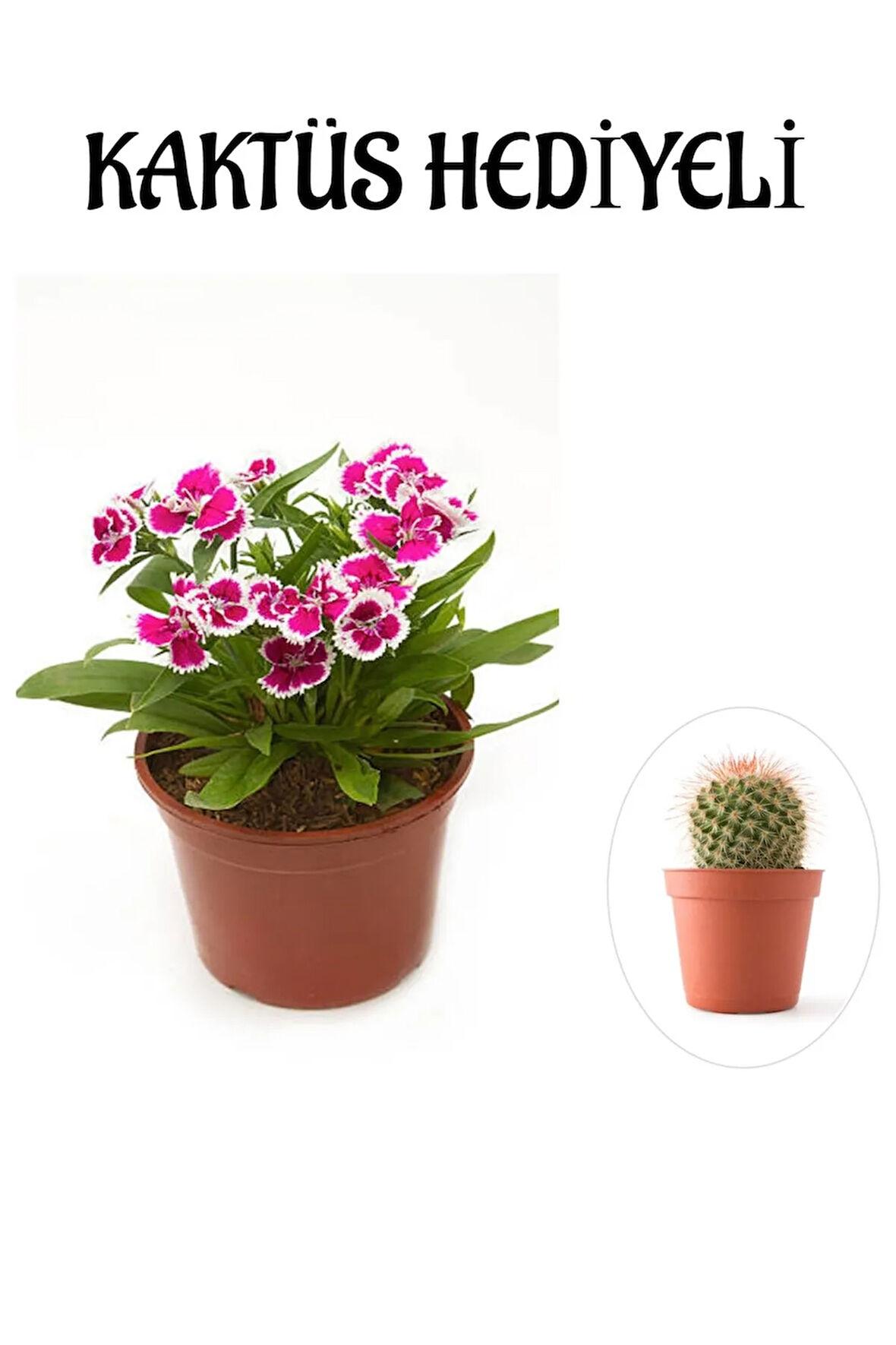Hediyelik Pembe Renk Çin Karanfili Çiçeği Sevgililer Gününe Özel KAKTÜS HEDİYELİ
