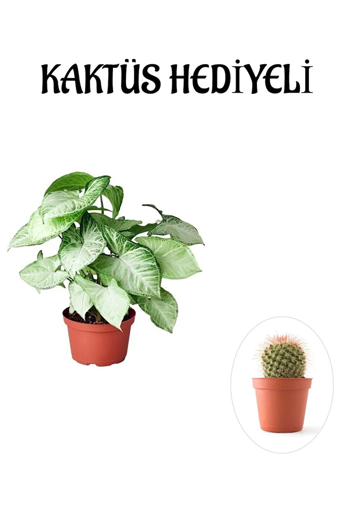 Kadınlar Günü Hediyesi Zarif Yapraklı Melek Kanadı Bitkisi Kaktüs Hediyeli