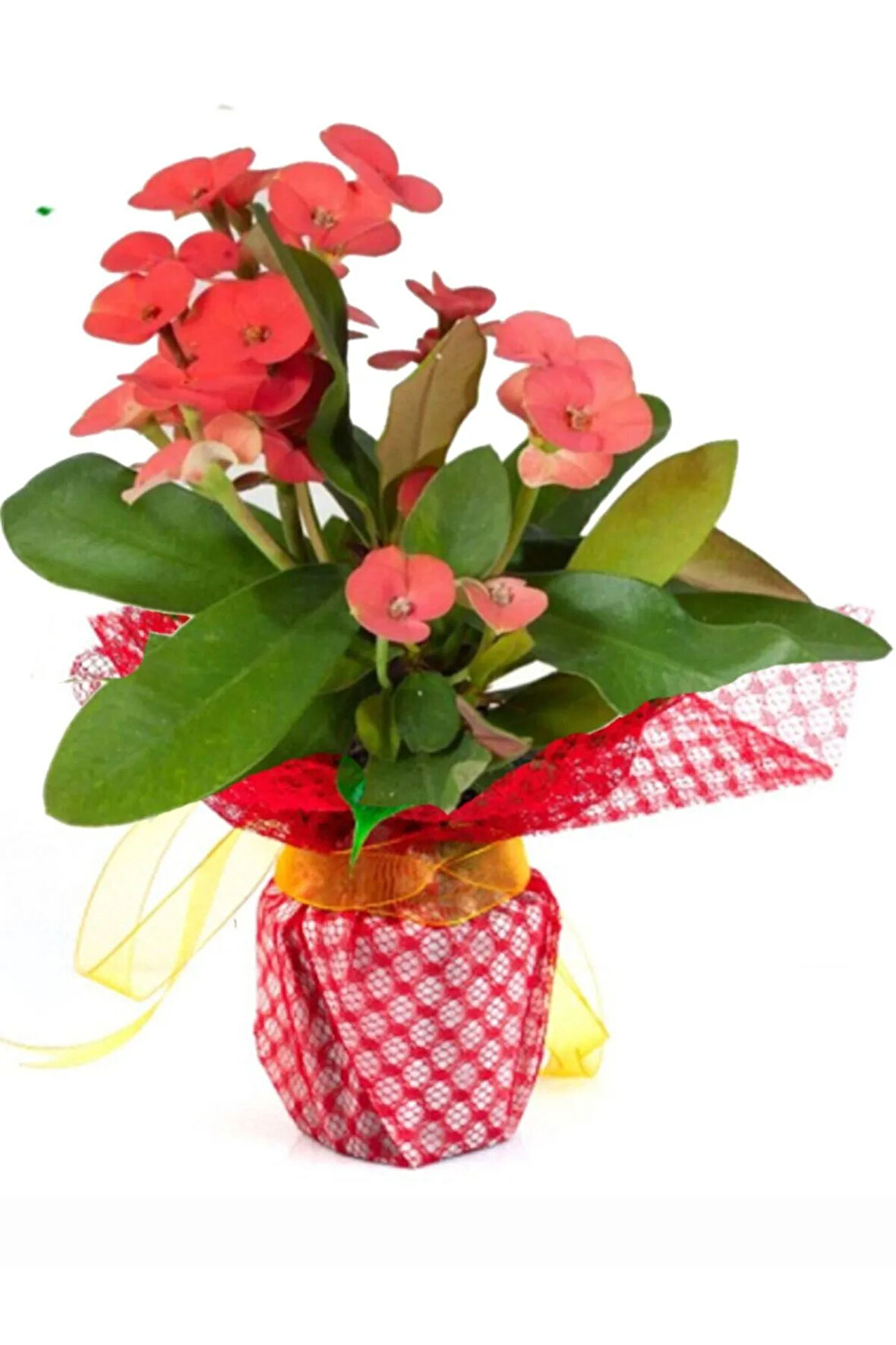 Çok Avantajlı Hediye Paketli 1 ADET Kırmızı Renk Dikenler Tacı Euphorbia Milii Saksılı