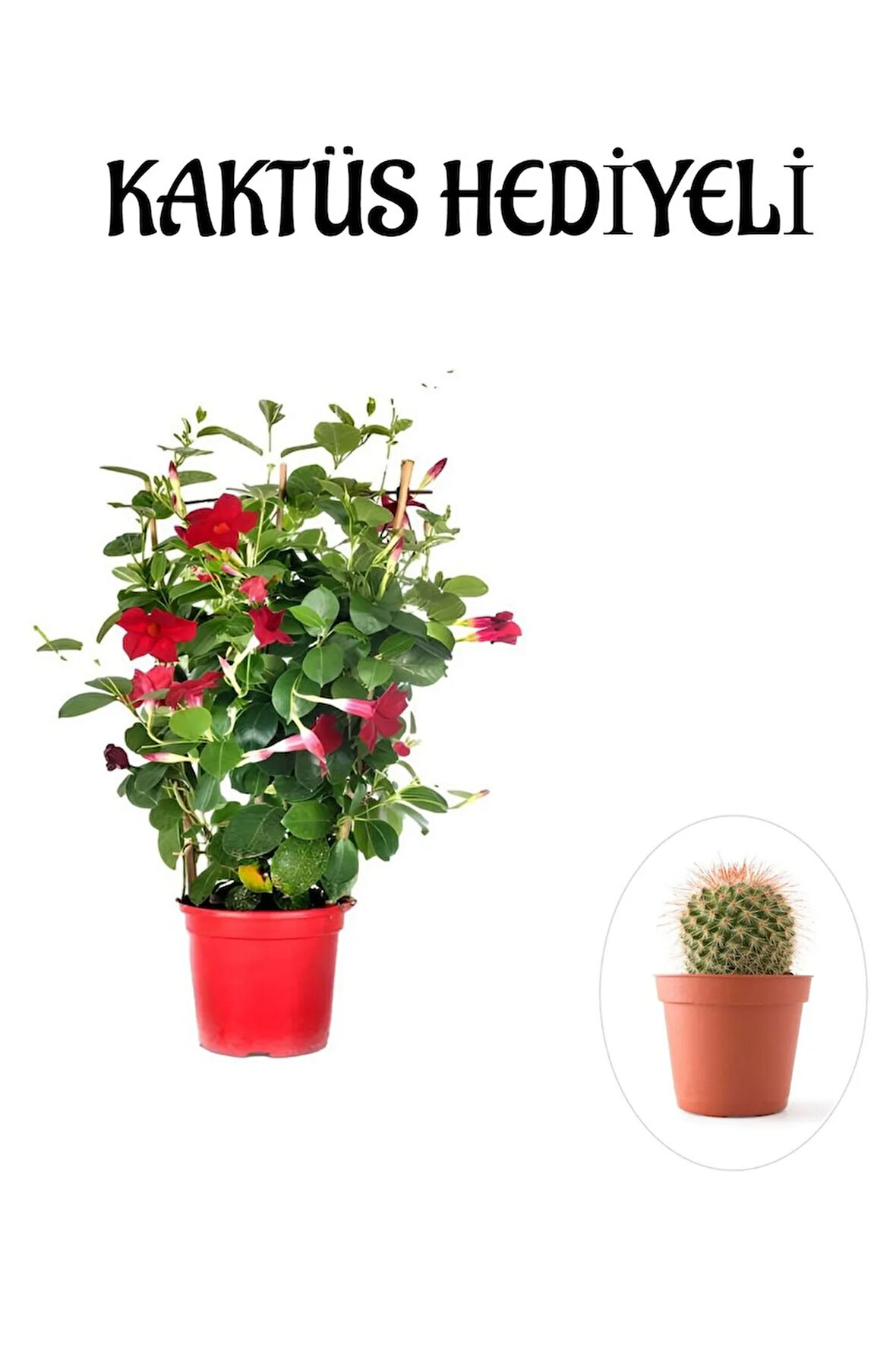 Mis Kokulu Kırmızı Renk Mandevilla Çiçeği Sevgililer Gününe Özel Kurdele Çiçeği HEDİYELİ