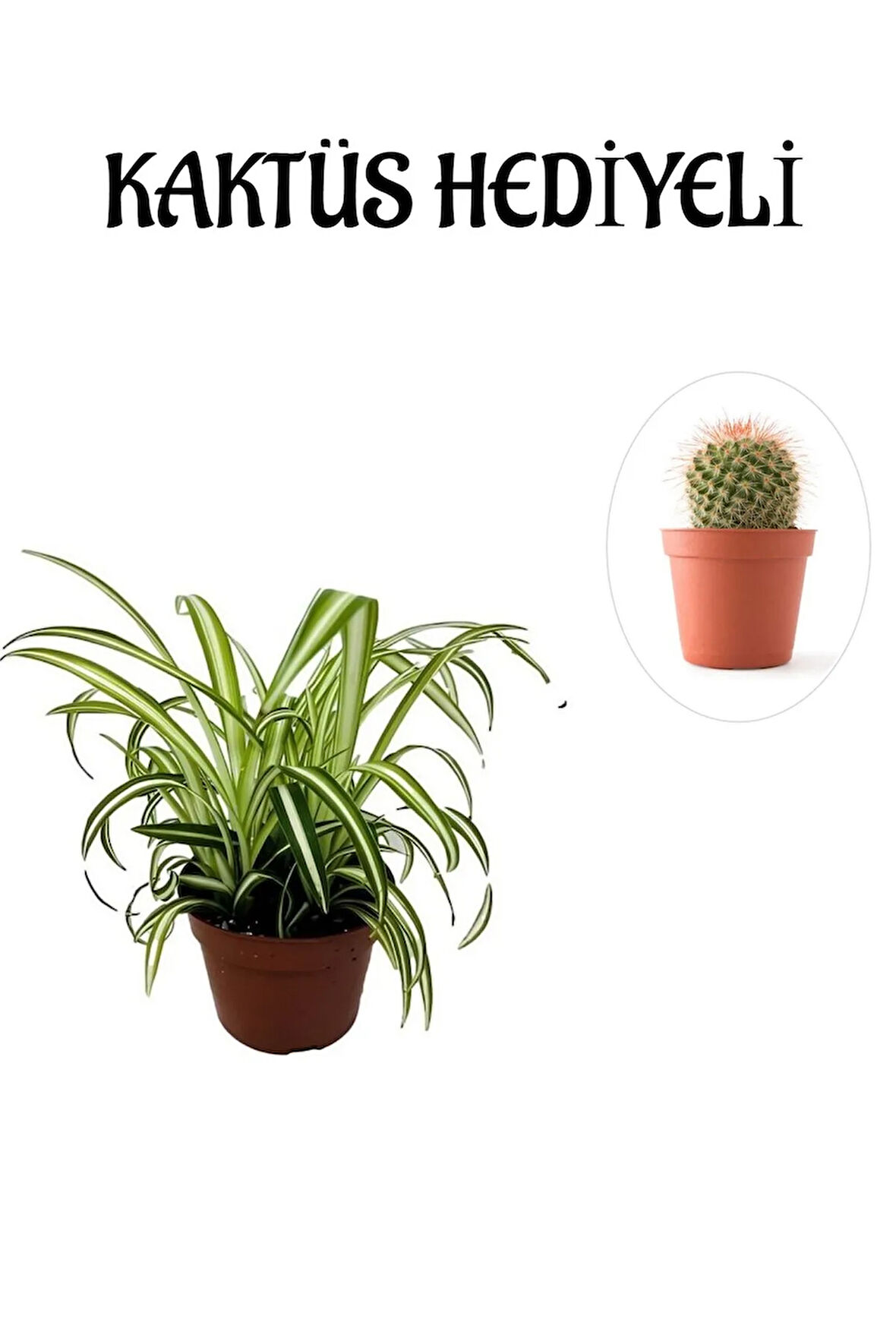 Sarı Yeşil Yapraklı Kurdele Çiçeği Sevgililer Gününe Özel KAKTÜS HEDİYELİ