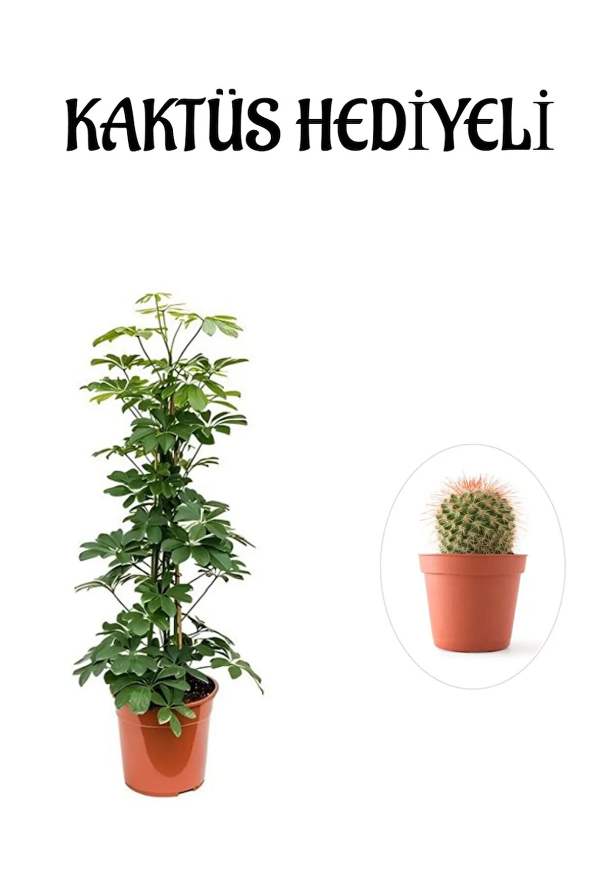 Hediyelik Yeşil Şeflera Bitkisi Sevgililer Gününe Özel KAKTÜS HEDİYELİ