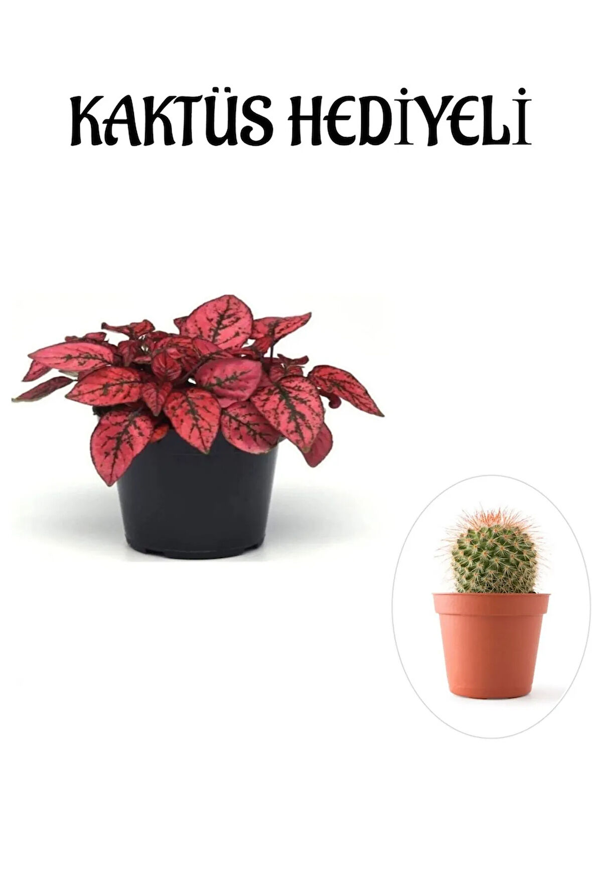 Kırmızı Renk Zarif Yapraklı Hostes Çiçeği Sevgililer Gününe Özel KAKTÜS HEDİYELİ