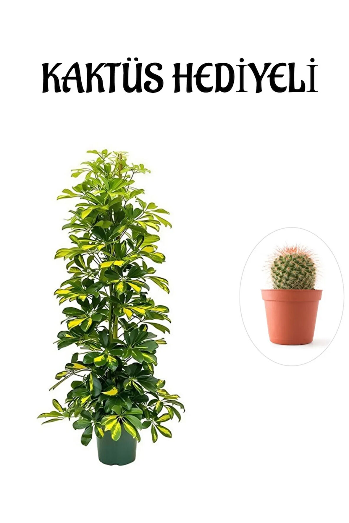 Hediyelik Sarı Alacalı Şeflera Bitkisi Sevgililer Gününe Özel KAKTÜS HEDİYELİ