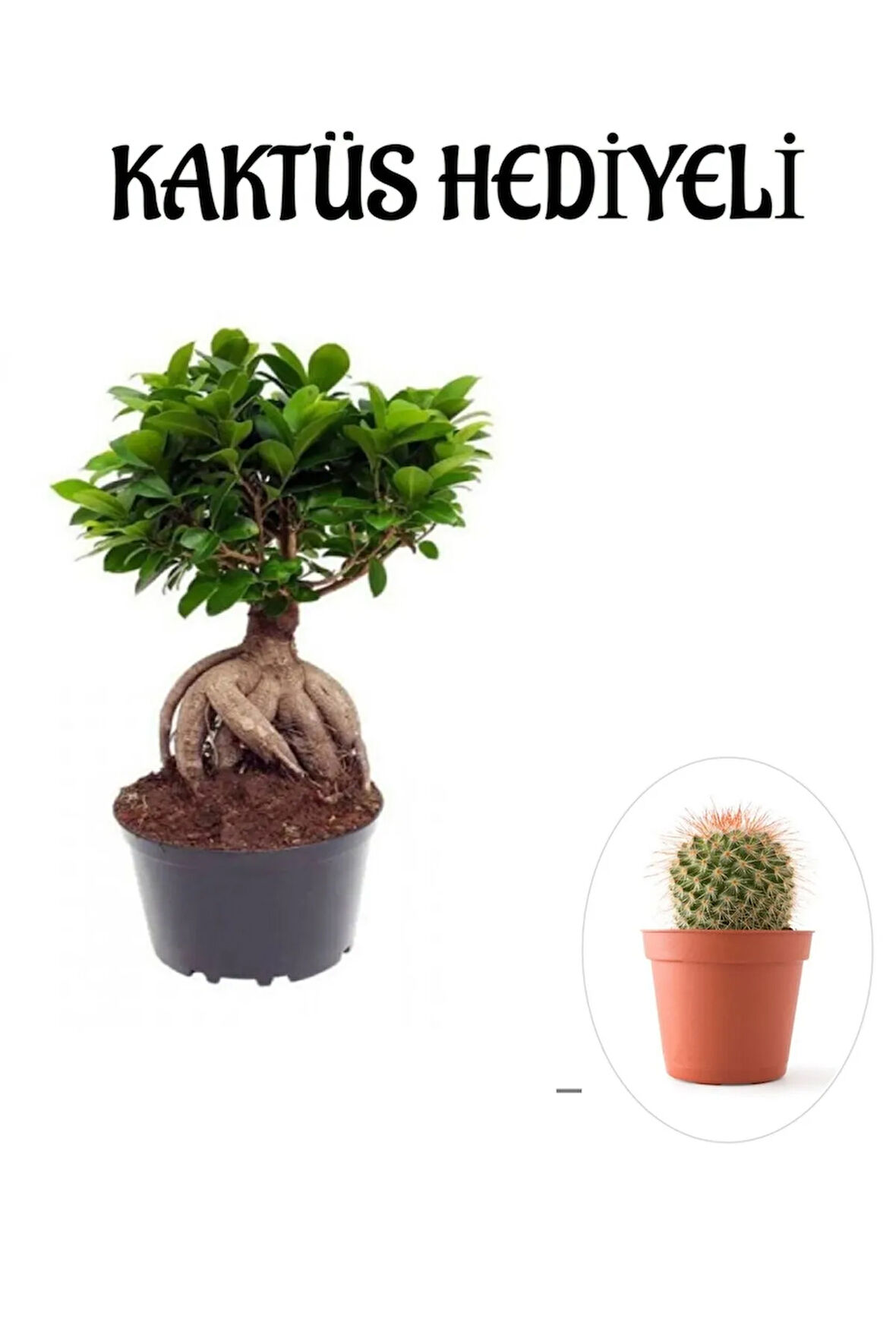 Hediyelik Bonsai Bitkisi Sevgililer Gününe Özel KAKTÜS HEDİYELİ