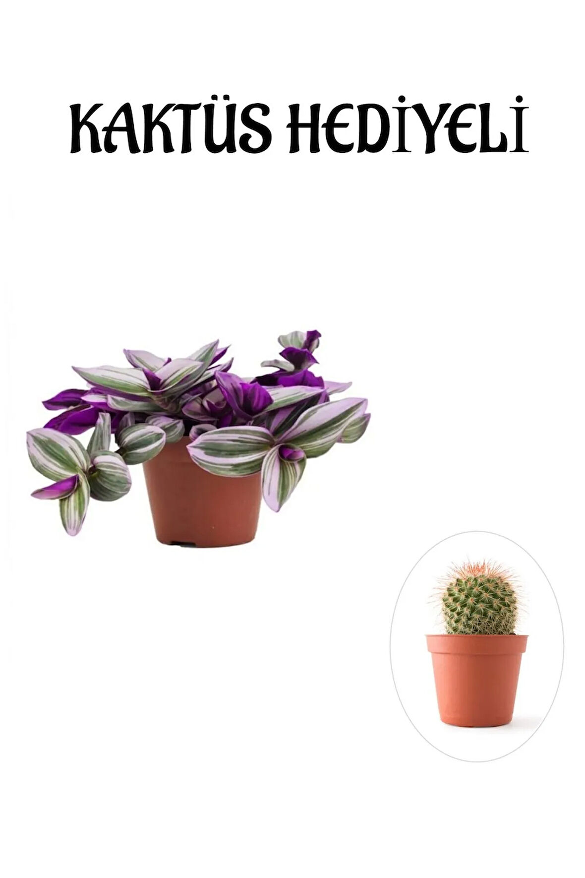 Pembe Renk Telgraf(Nanouk) Çiçeği Sevgliler Gününe Özel Sarı Milii Kaktüs HEDİYELİ