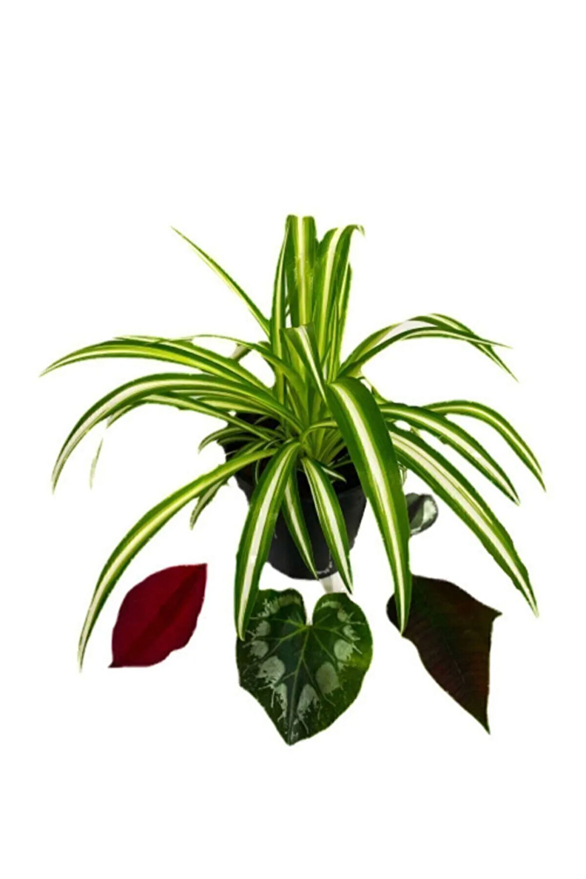 Çok Avantajlı Chlorophytum Comosum Kurdele Çiçeği