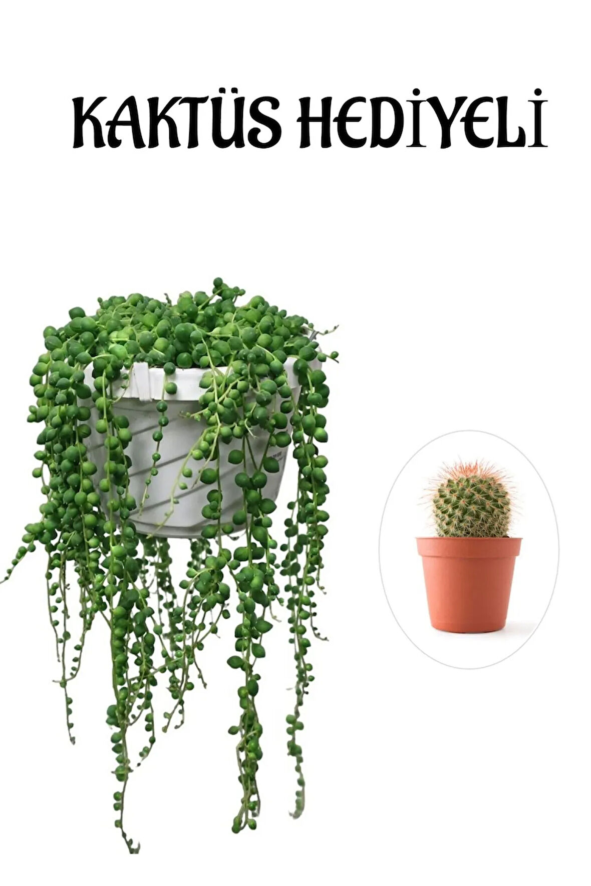 Tespih| Boncuk| Bezelya Çiçeği Bitkisi Sevgililer Gününe Özel KAKTÜS HEDİYELİ