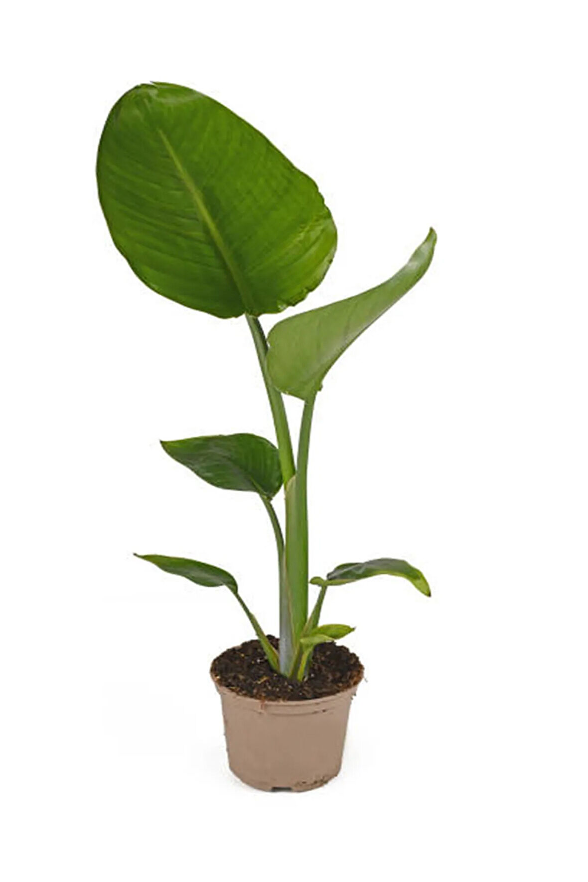 Çok Avantajlı Starliçe - Beyaz Cennet Kuşu 50 -60 Cm (strelitzia Nicolai) Iç Mekan Bitkisi