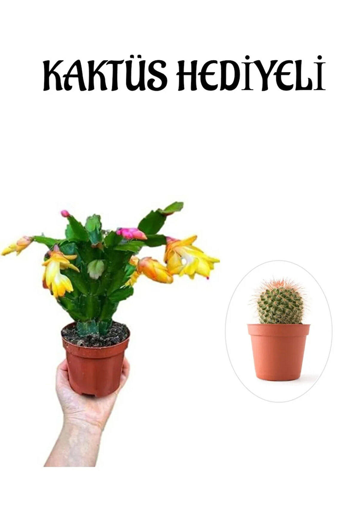 Anneler Gününe Özel Sarı Renk Yılbaşı Çiçeği-kaktüsü Kaktüs Hediyeli