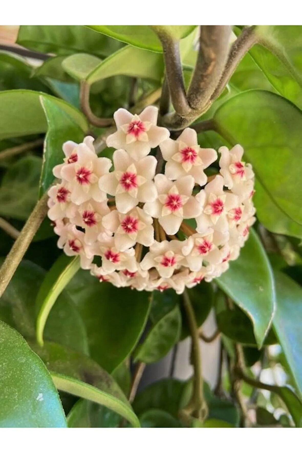 Çok Avantajlı Beyaz Renk Mum Çiçeği (HOYA CARNOSA) Kokulu 1.kalite 10-20cm