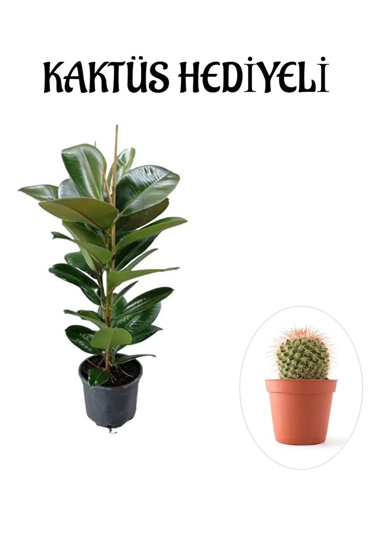 Parlak Canlı Yapraklı Kauçuk Bitkisi Sevgililer Gününe Özel KAKTÜS HEDİYELİ