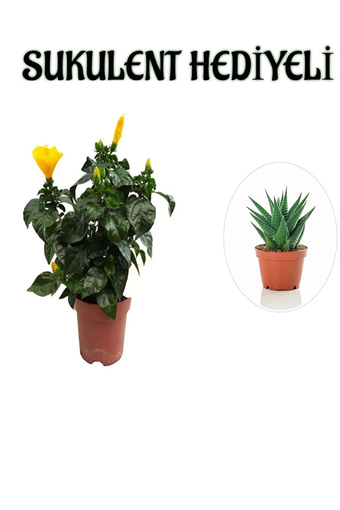 Sarı Renk Japon Gülü Çiçeği Sevgililer Gününe Özel Sukulent HEDİYELİ