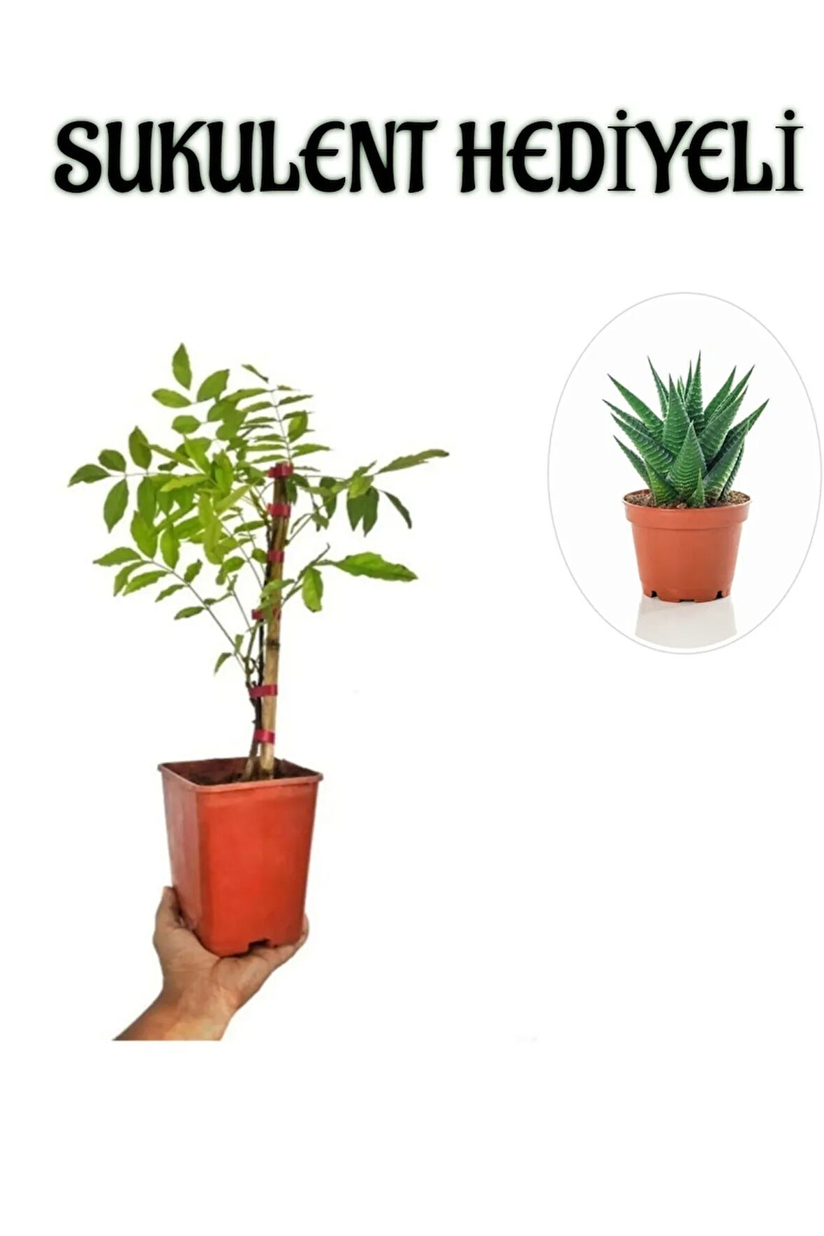 Mor Salkım Ağacı Fidanı Sevgililer Gününe Özel Sukulent HEDİYELİ