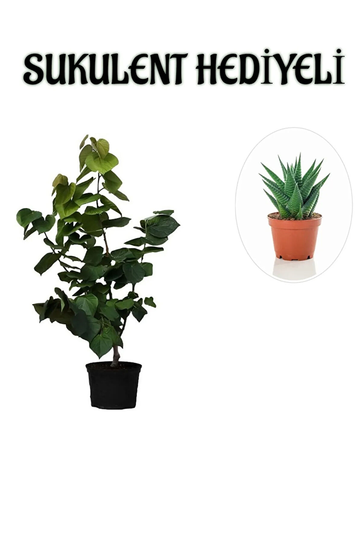 Harika Kokulu Mor Leylak Fidanı Sevgililer Gününe Özel Sukulent HEDİYELİ