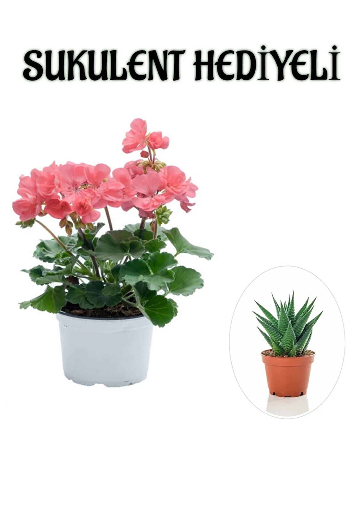 Hediyelik Toz Pembe Sardunya Çiçeği Sevgililer Gününe Özel Sukulent HEDİYELİ
