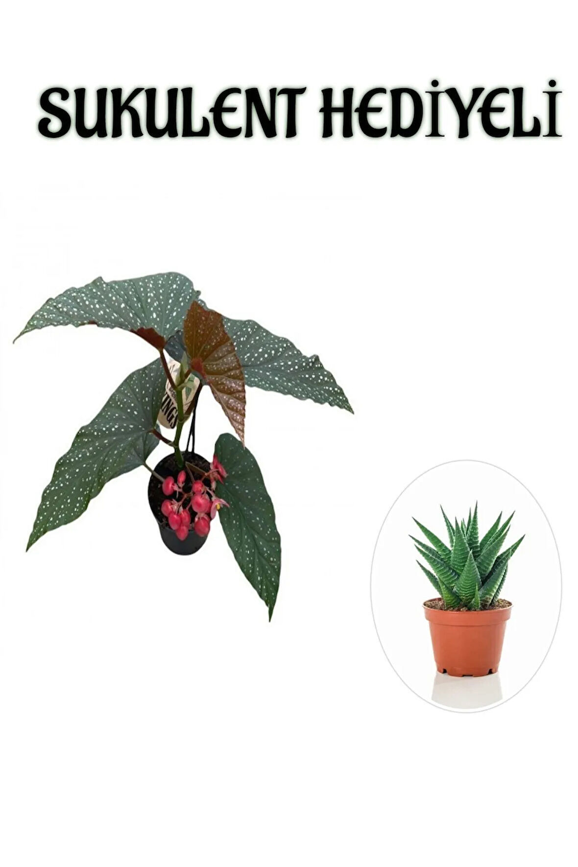 Hediyelik Çiçekli Çilli Begonya Çiçeği Sevgililer Gününe Özel Sukulent HEDİYELİ