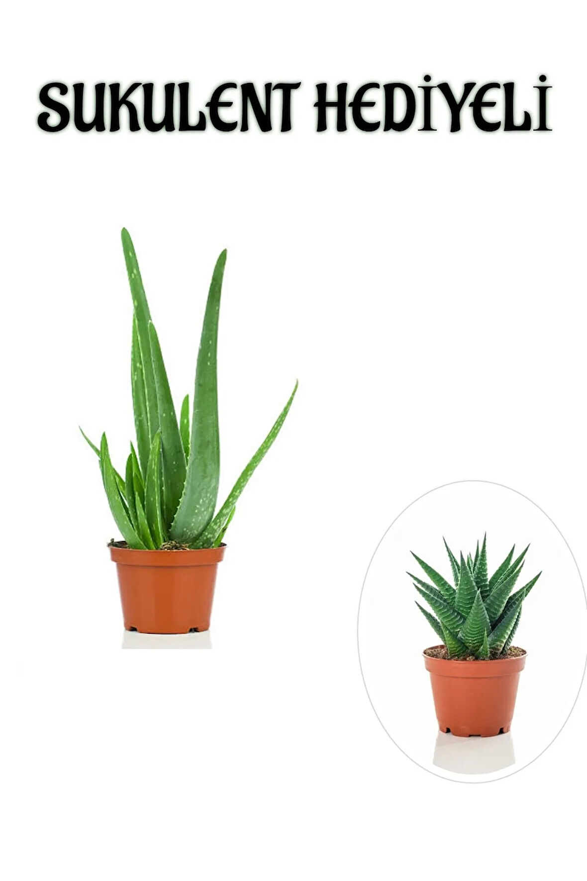 Parlak Dolgun Formlu Aleovera Bitkisi Sevgililer Gününe Özel Sukulent HEDİYELİ