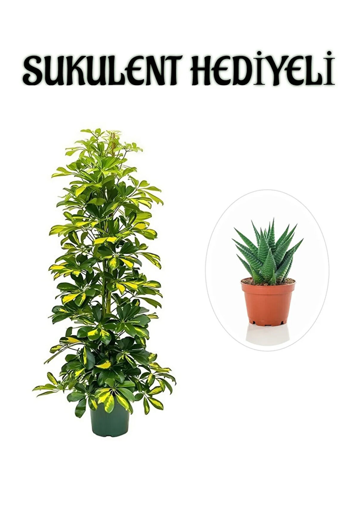 Hediyelik Sarı Alacalı Şeflera Bitkisi Sevgililer Gününe Özel SUKULENT HEDİYELİ