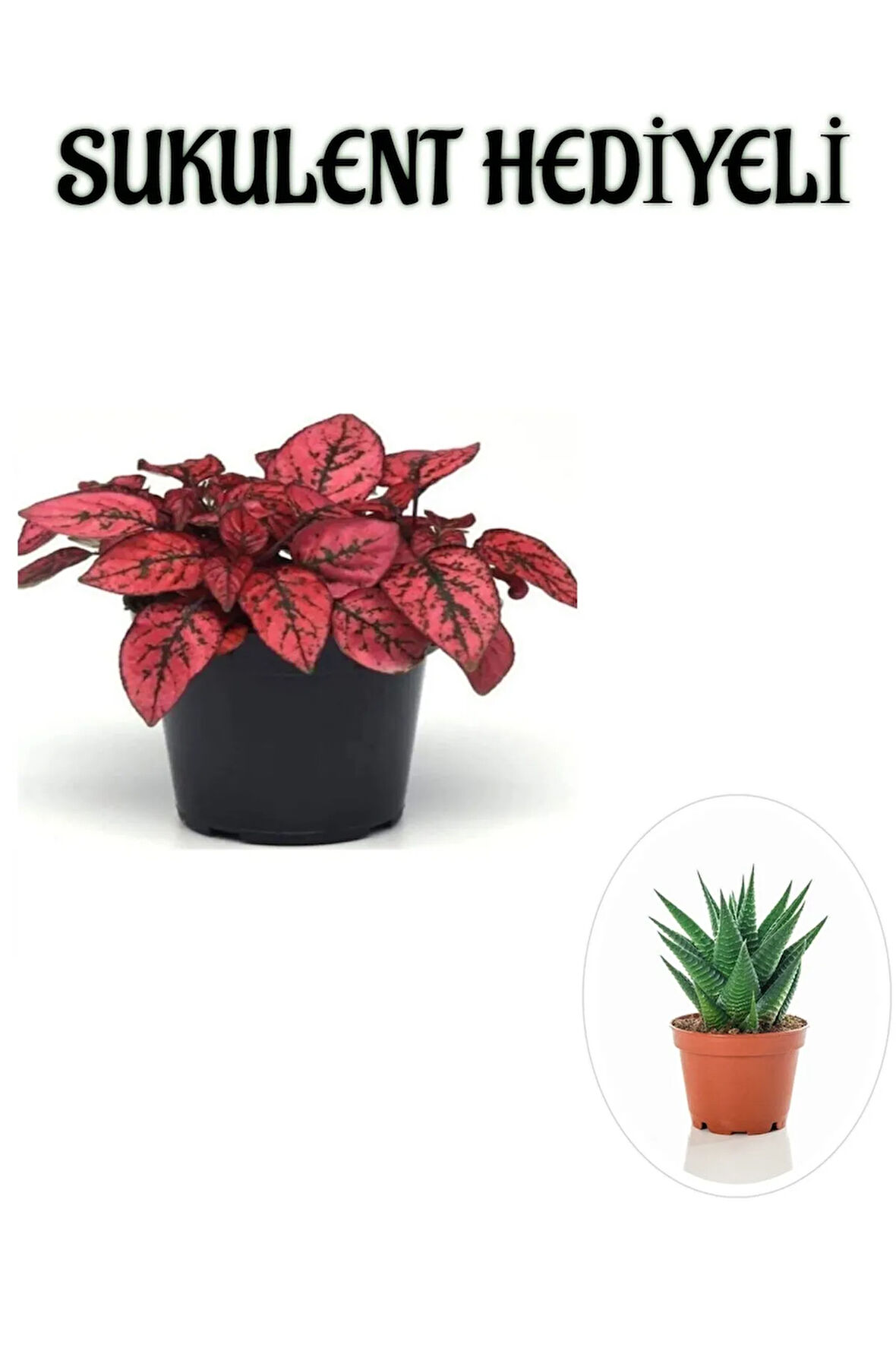 Kırmızı Renk Zarif Yapraklı Hostes Çiçeği Sevgililer Gününe Özel SUKULENT HEDİYELİ