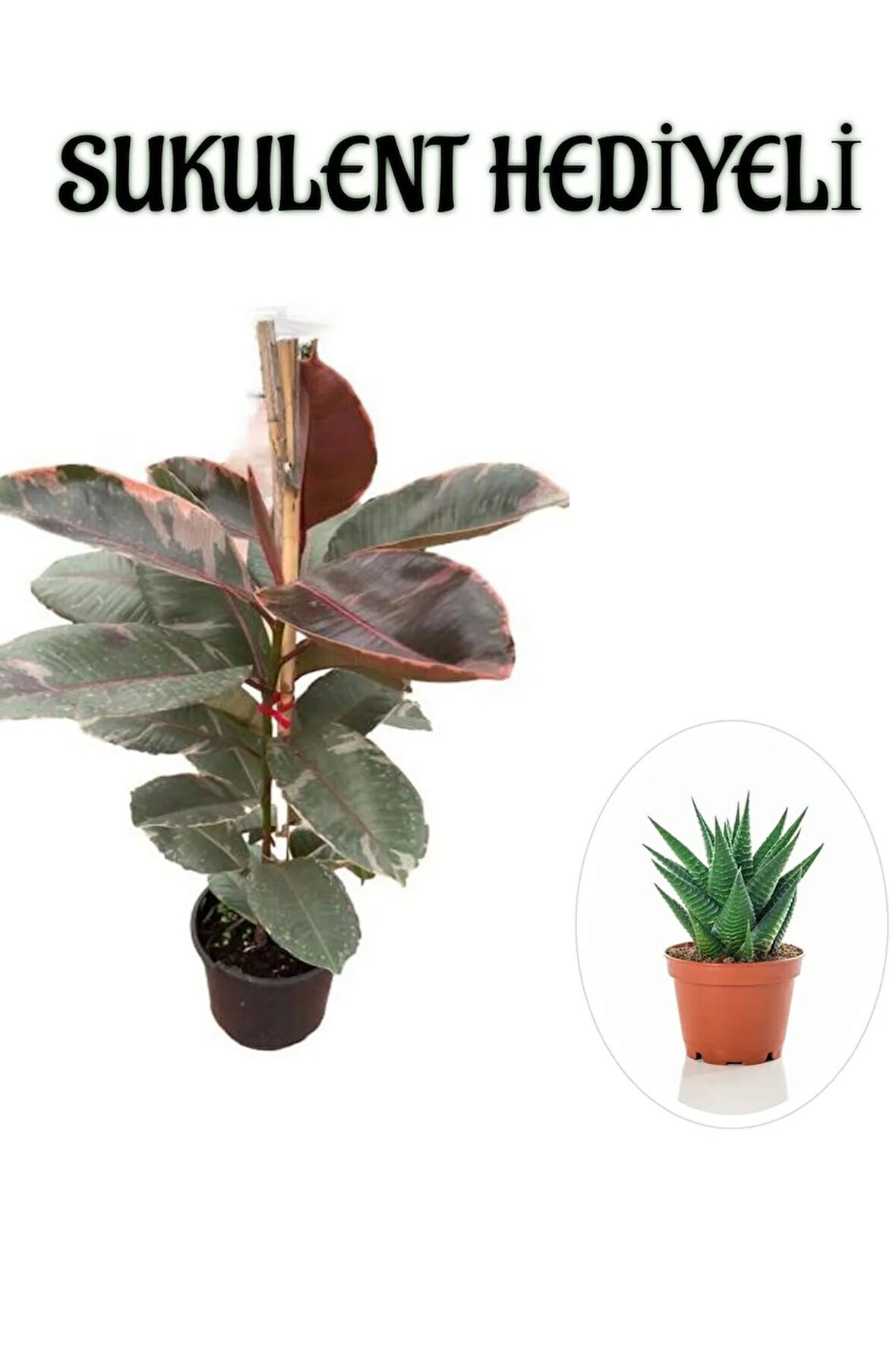 Pembe Renk Alacalı Kauçuk Bitkisi Sevgililer Gününe Özel SUKULENT HEDİYELİ