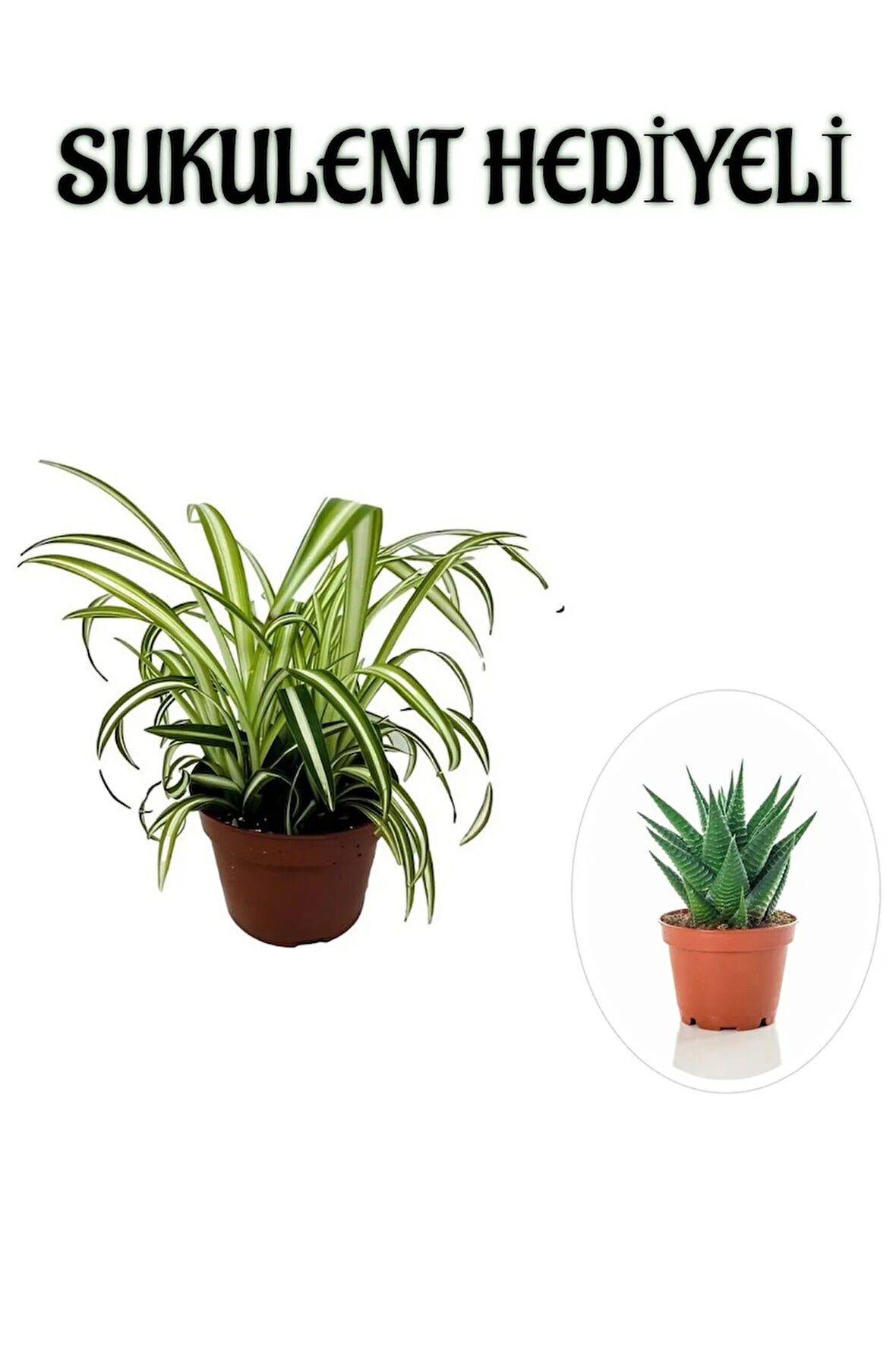 Sarı Yeşil Yapraklı Kurdele Çiçeği Sevgililer Gününe Özel Sukulent HEDİYELİ