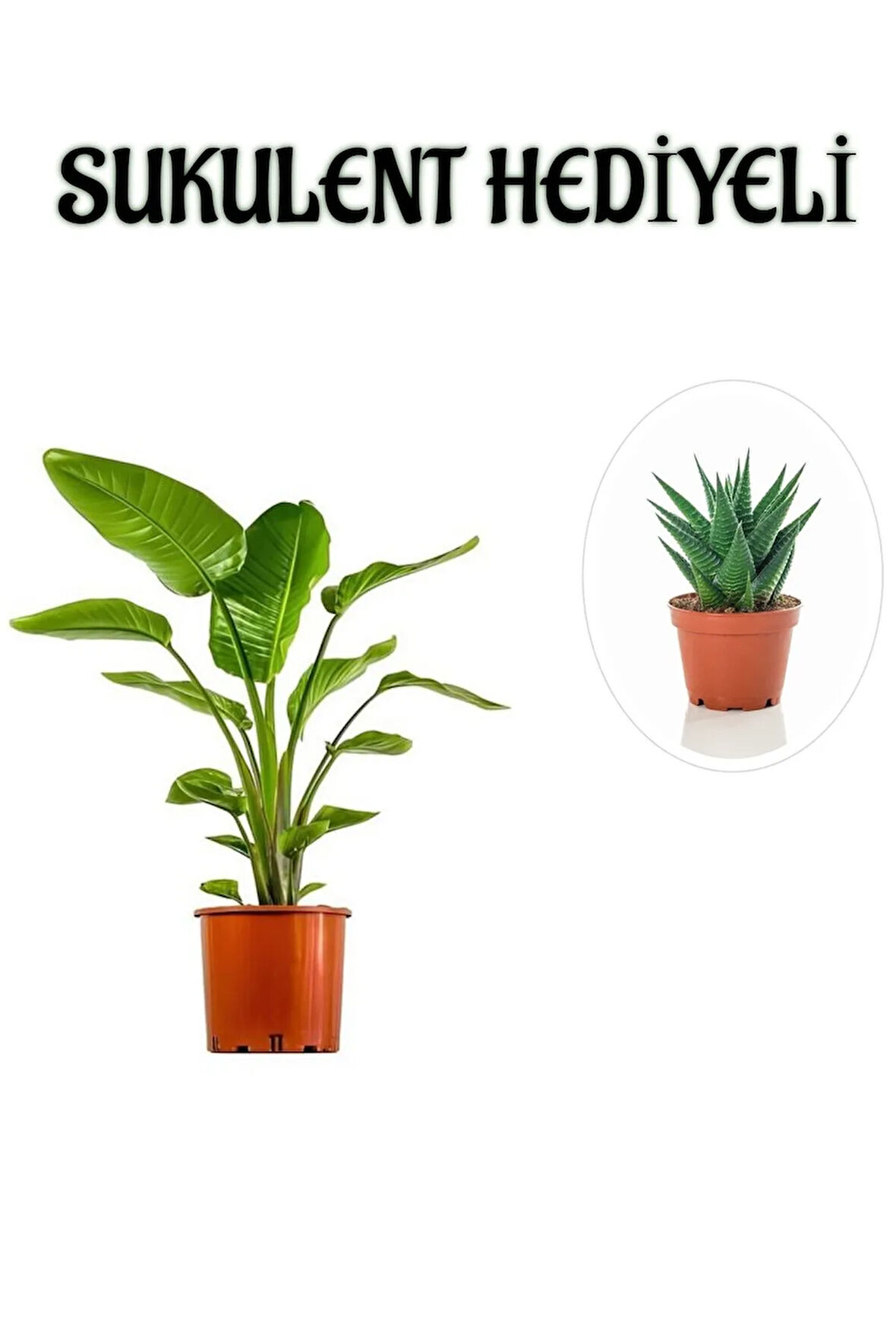 Hediyelik Starliçe Cennet Çiçeği Bitkisi Sevgililer Gününe Özel Sukulent HEDİYELİ