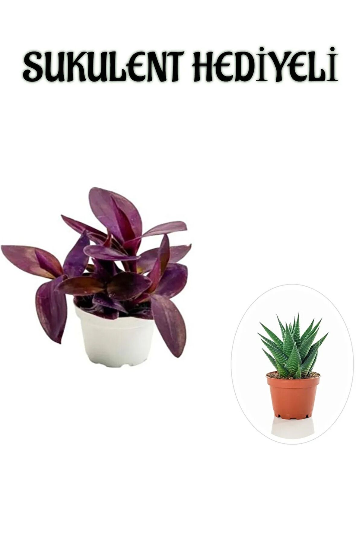 Hediyelik Mor Telgraf- Kara Sevda Çiçeği Sevgililer Gününe Özel Sukulent HEDİYELİ
