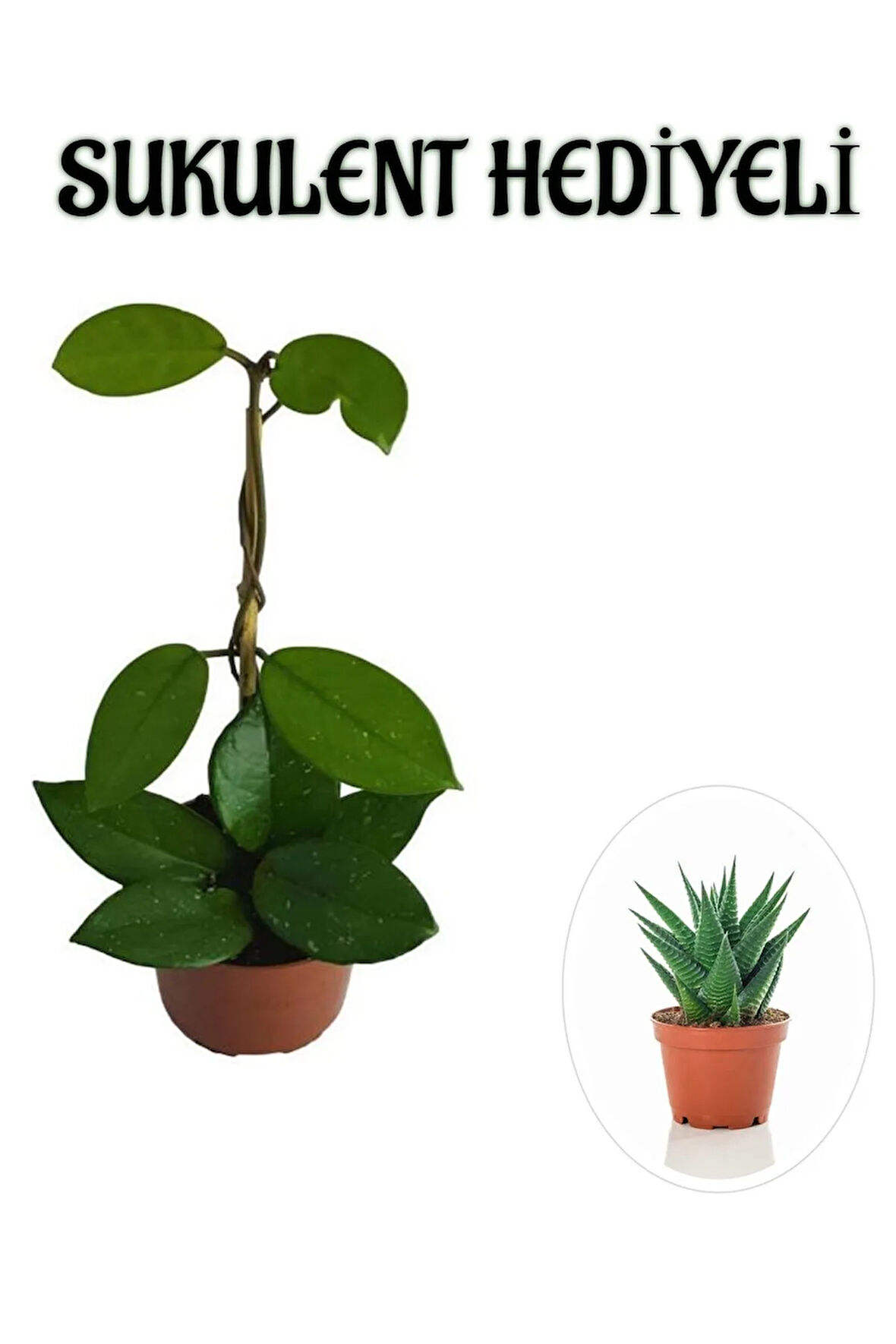 Kadınlar Gününe Özel Beyaz Renk Hoya-mum Çiçeği Sukulent