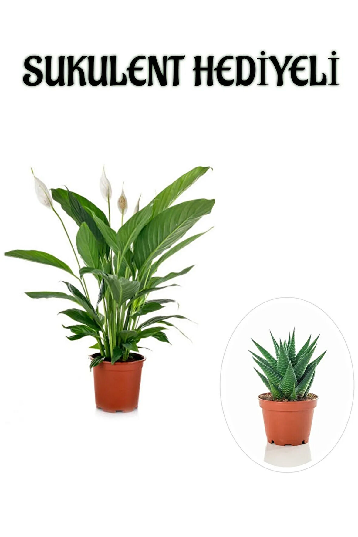 Hediyelik Beyaz Barış Çiçeği Sevgililer Gününe Özel SUKULENT HEDİYELİ