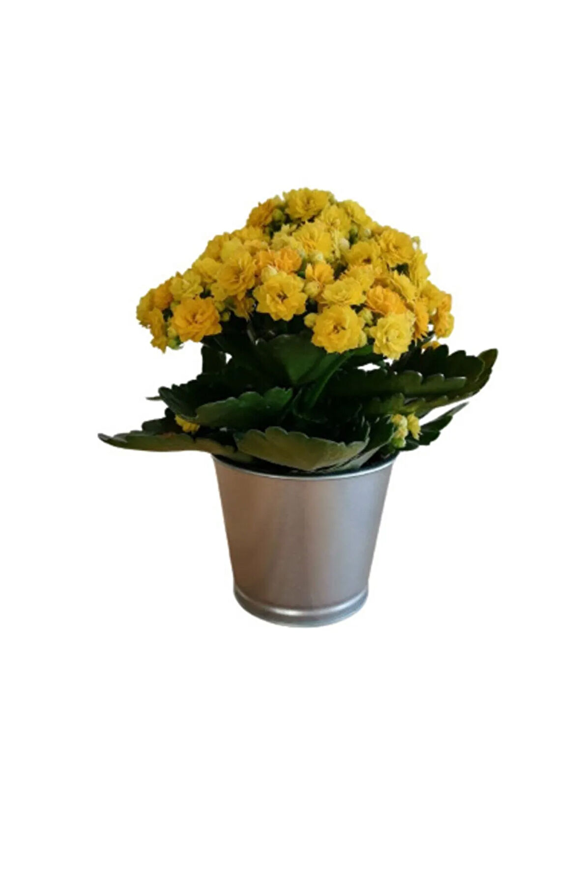 Çok Avantajlı Kalanchoe - Kalanşo Çiçeği (SARI ÇİÇEKLİ)