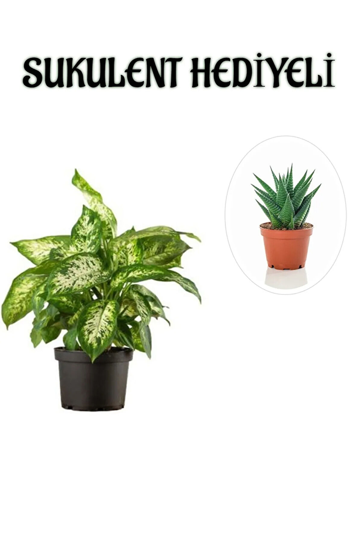 Avantajlı Zarif Yapraklı Difenbahya Bitkisi Sevgililer Gününe Özel Sukulent