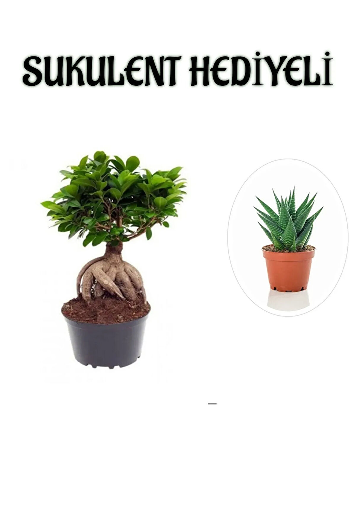 Hediyelik Bonsai Bitkisi Sevgililer Gününe Özel SUKULENT HEDİYELİ