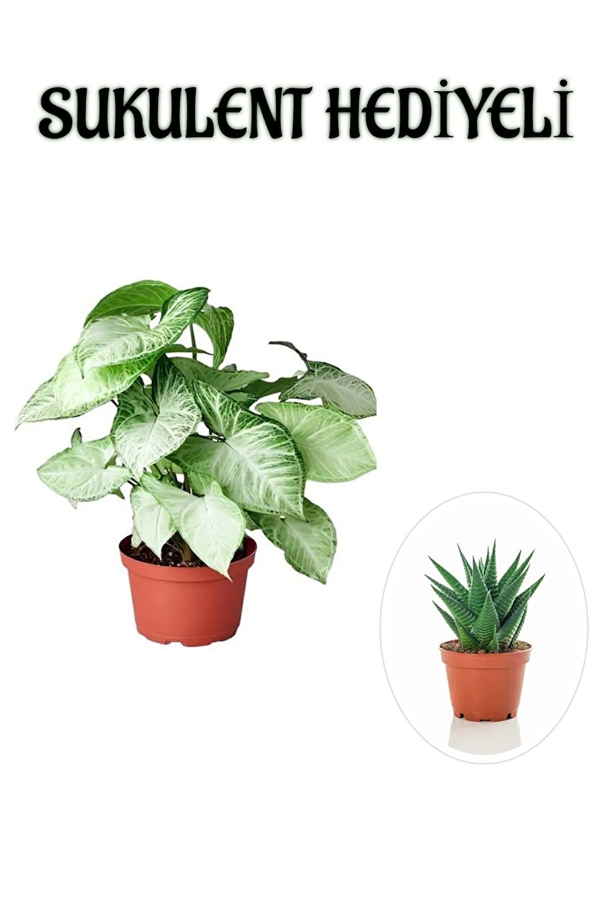 Anneler Günü Hediyesi Zarif Yapraklı Melek Kanadı Bitkisi Sukulent Hediyeli