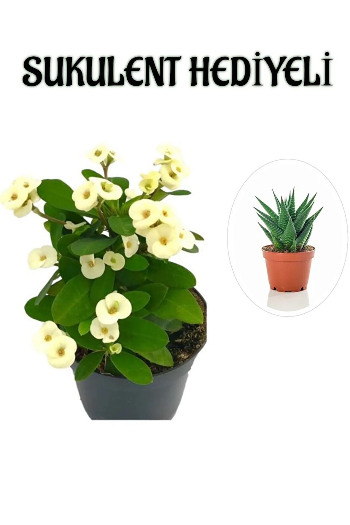 Beyaz Çiçekli Kaktüs Milli Dikenler Tacı Sevgililer Gününe Özel SUKULENT HEDİYELİ