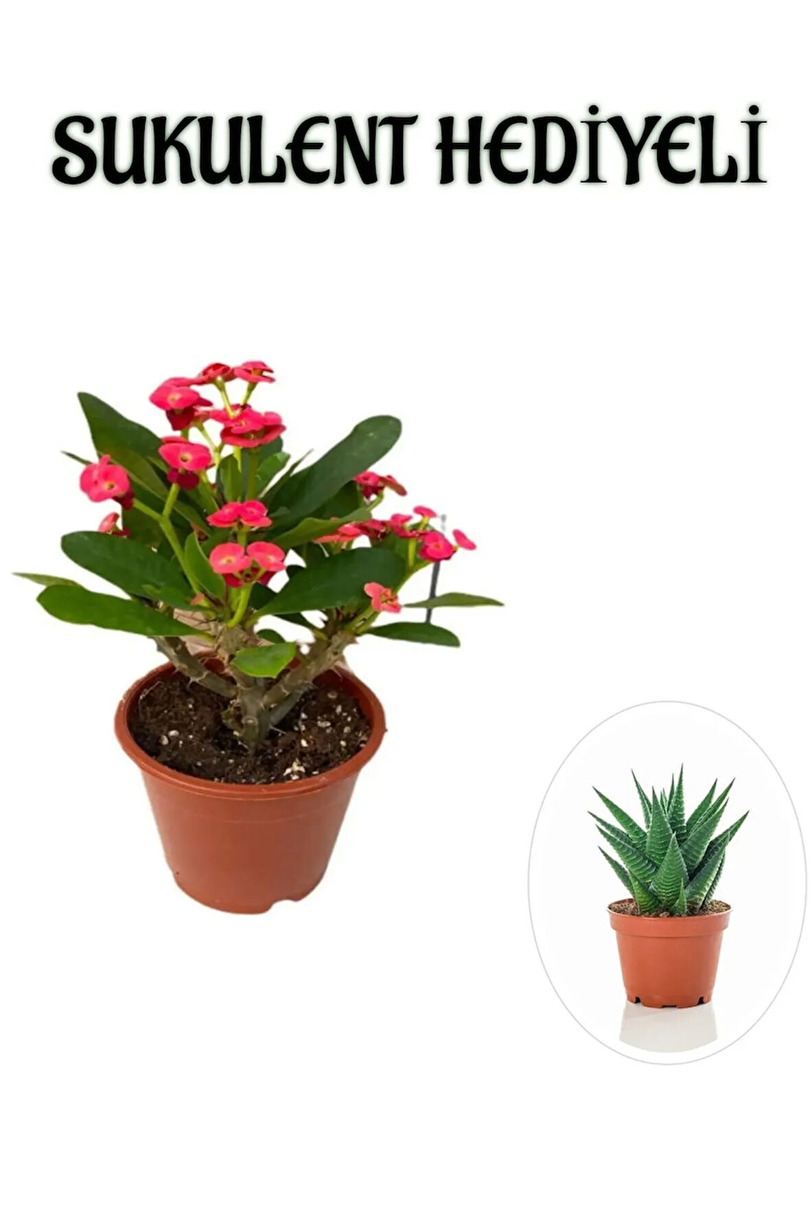 Avantajlı Kırmızı Çiçekli Kaktüs Milli Dikenler Tacı Sevgililer Gününe Özel Sukulent