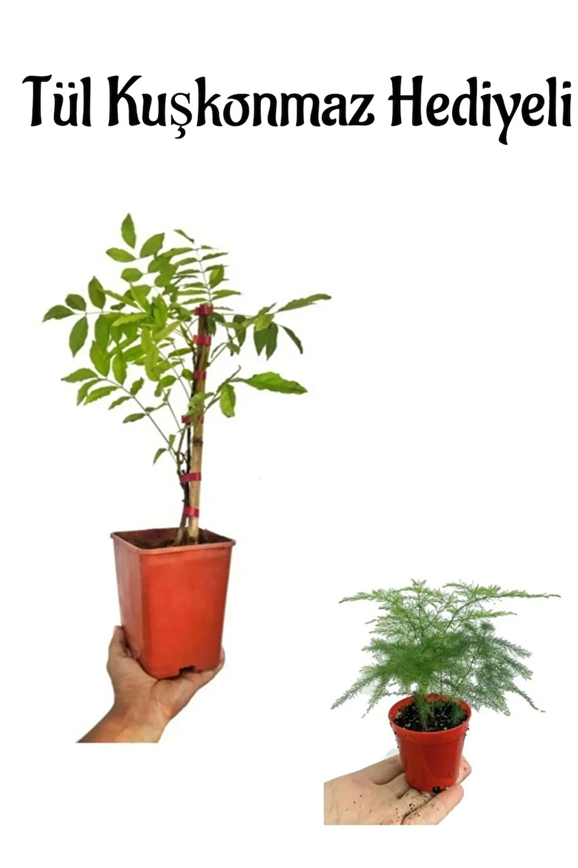 Mor Salkım Ağacı Fidanı Anneler Gününe Özel Tül Kuşkonmaz Hediyeli