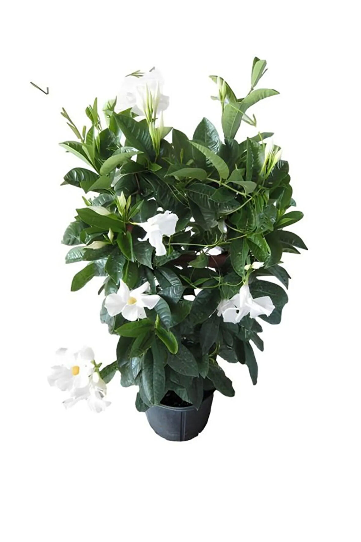 Kokulu Beyaz Renk Mandevilla Sarmaşığı Kadınlar Gününe Özel Tül Kuşkonmaz