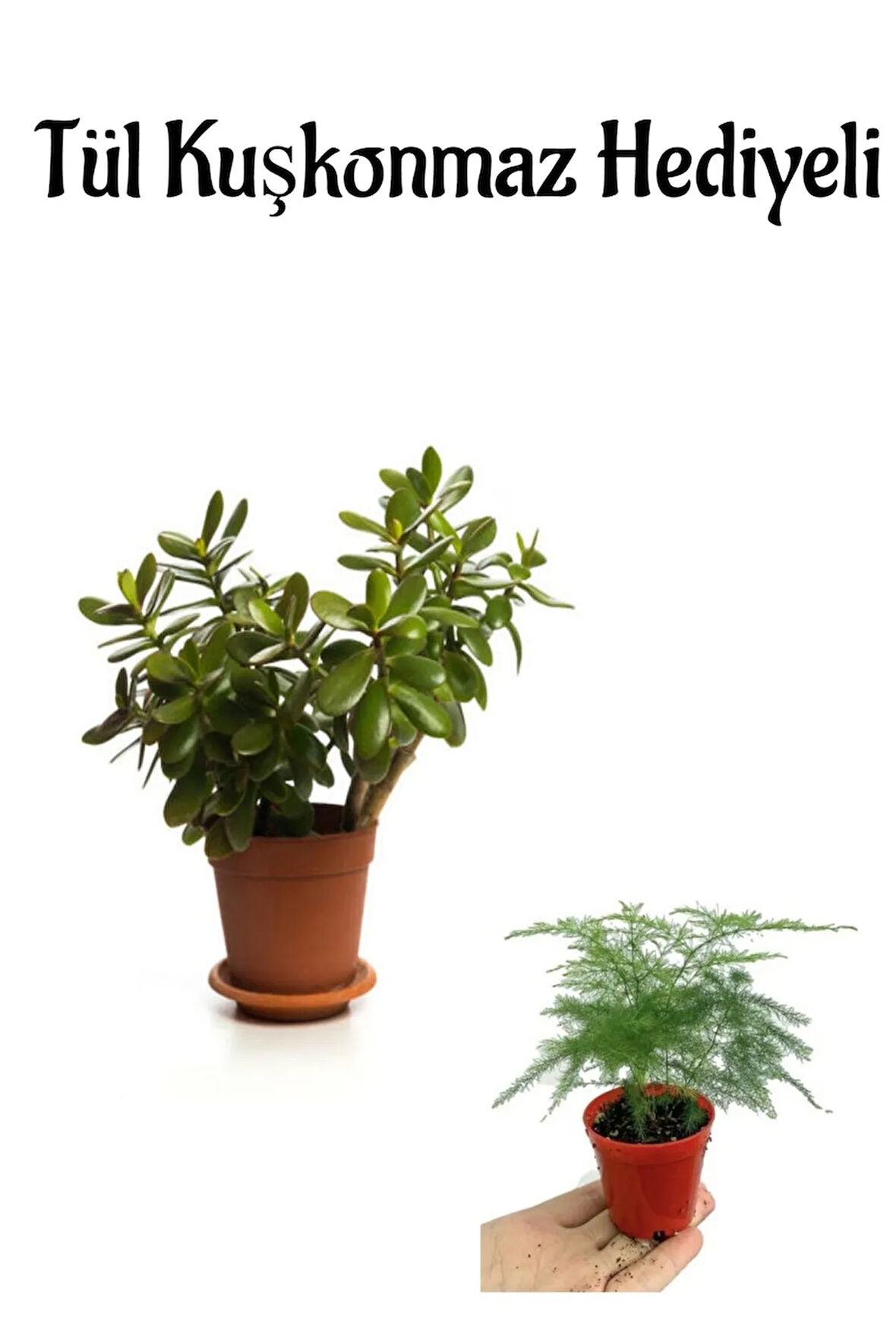 Hediyelik Parlak Yapraklı Şans Para Ağacı Fidanı Tül Kuşkonmaz Hediyeli