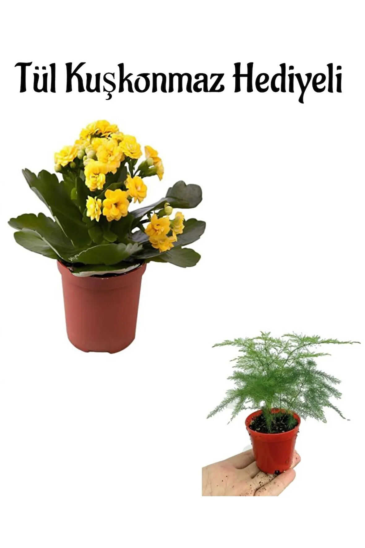 Anneler Gününe Özel Hediyelik Sarı Renk Kalanşo Çiçeği Tül Kuşkonmaz Hediyeli