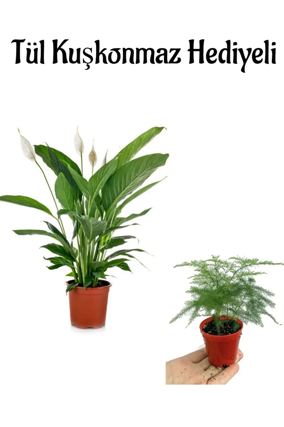 Beyaz Çiçekli Barış Çiçeği Kadınlar Gününe Özel Tül Kuşkonmaz Hediyeli