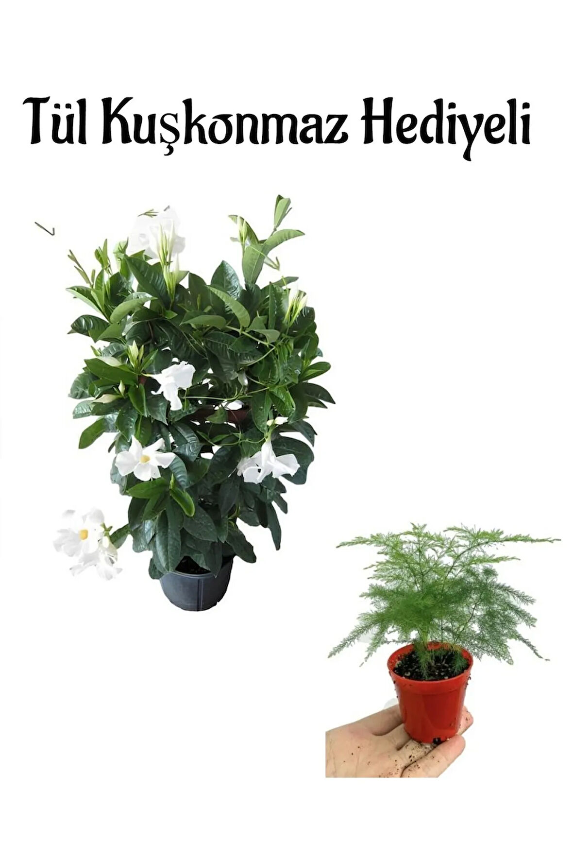 Kokulu Beyaz Renk Mandevilla Sarmaşığı Sevgililer Gününe Özel Tül Hediyeli