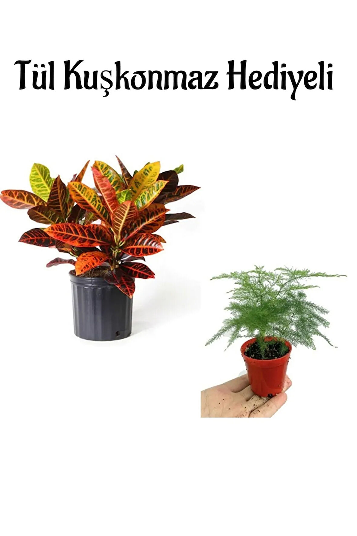 Harika Yapraklarıyla Kraton Çiçeği Anneler Gününe Özel Tül Kuşkonmaz Hediyeli