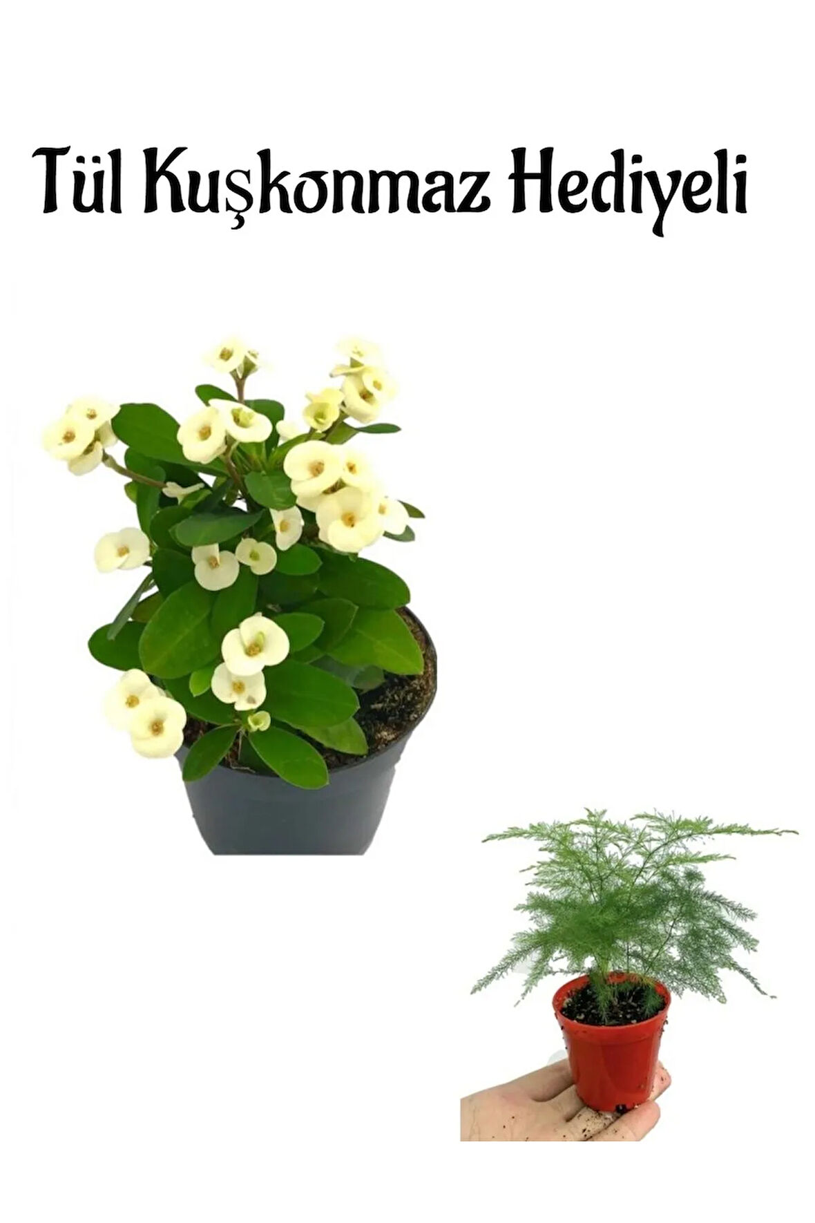 Anneler Gününe Özel Beyaz Renk Milli Dikenler Tacı Çiçeği Tül Kuşkonmaz