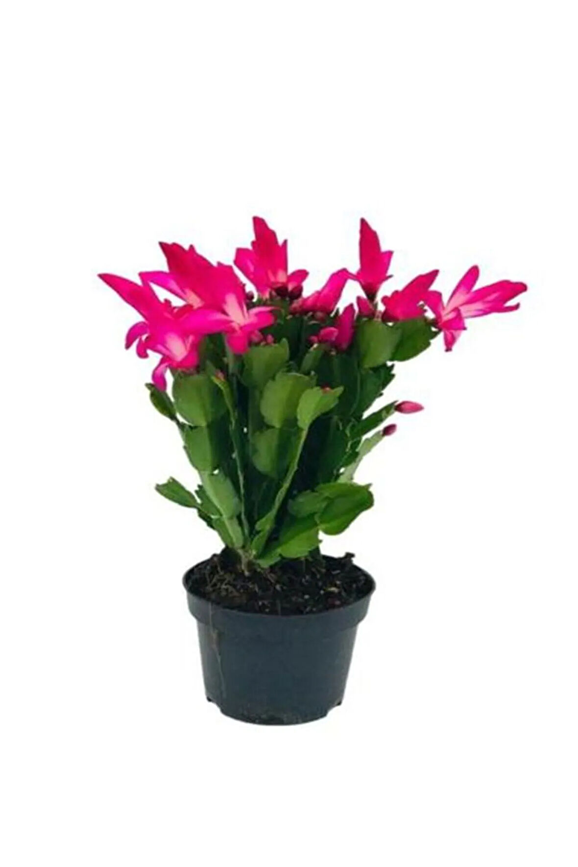 Hediyelik Pembe Renk Yılbaşı Çiçeği Kadınlar Gününe Özel Tül Kuşkonmaz