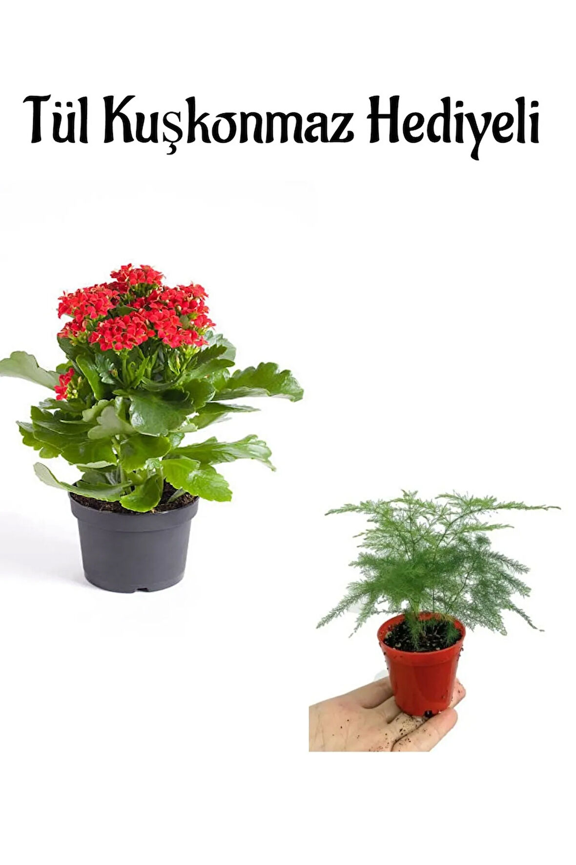 Anneler Gününe Özel Hediyelik Kırmızı Renk Kalanşo Çiçeği Tül Kuşkonmaz Hediyeli